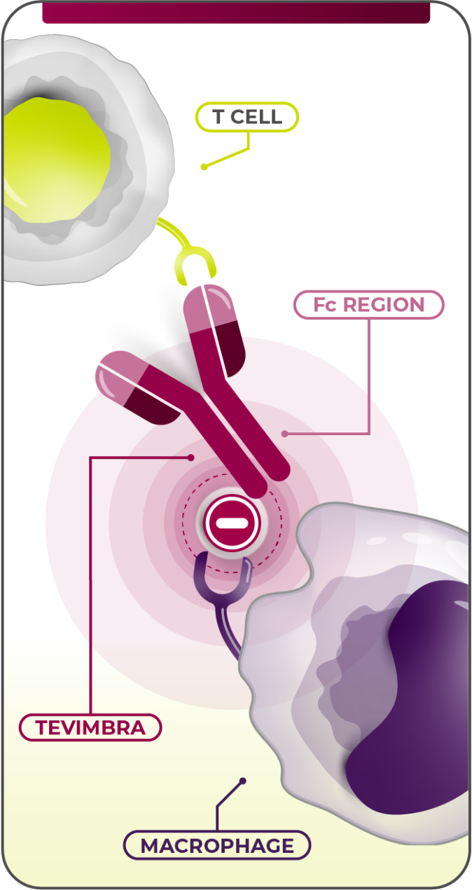 TEVIMBRA® t-cell activation diagram