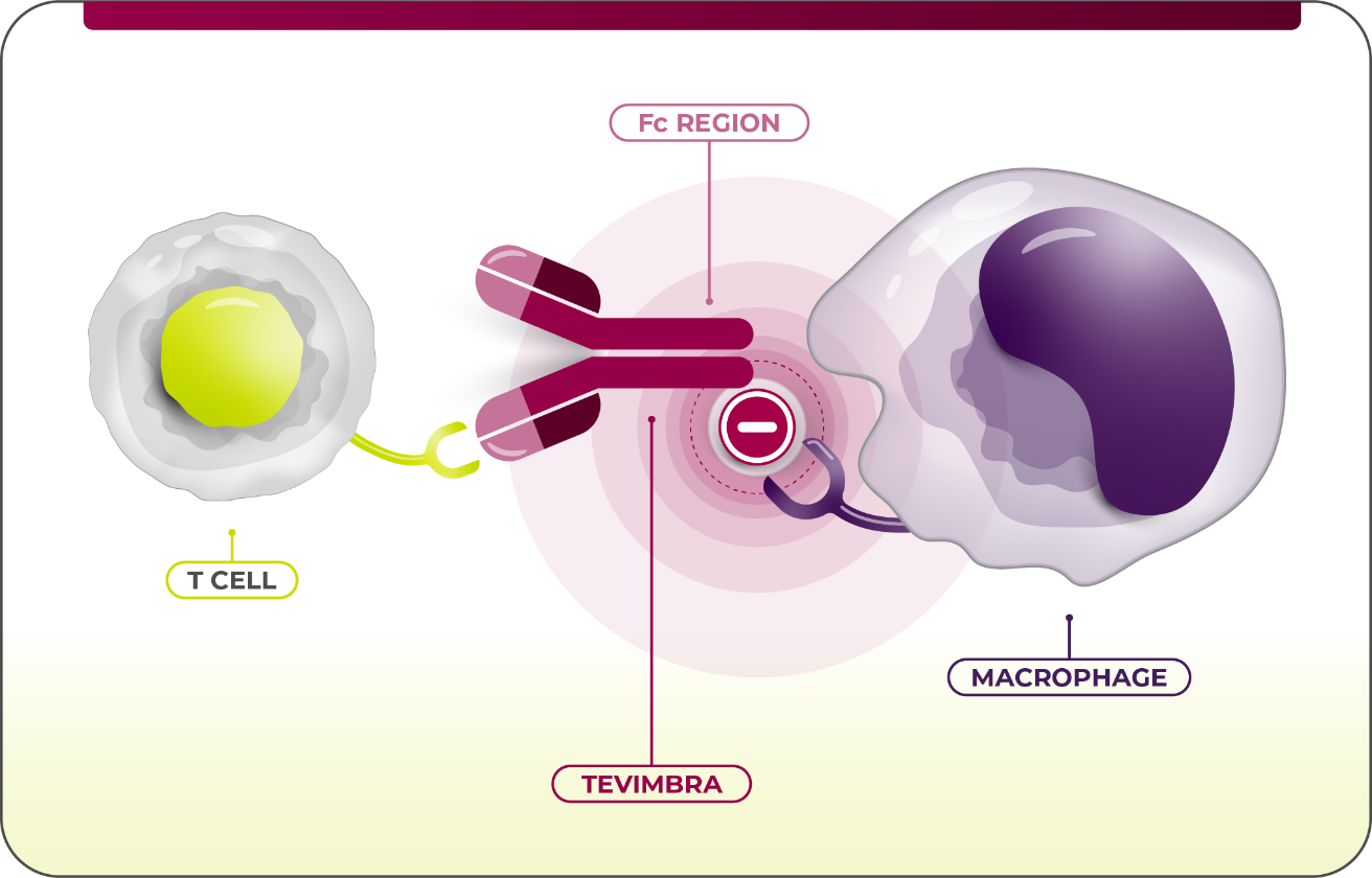 TEVIMBRA® t-cell activation diagram