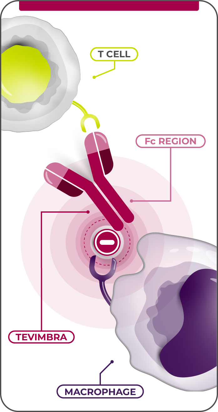 TEVIMBRA® t-cell activation diagram