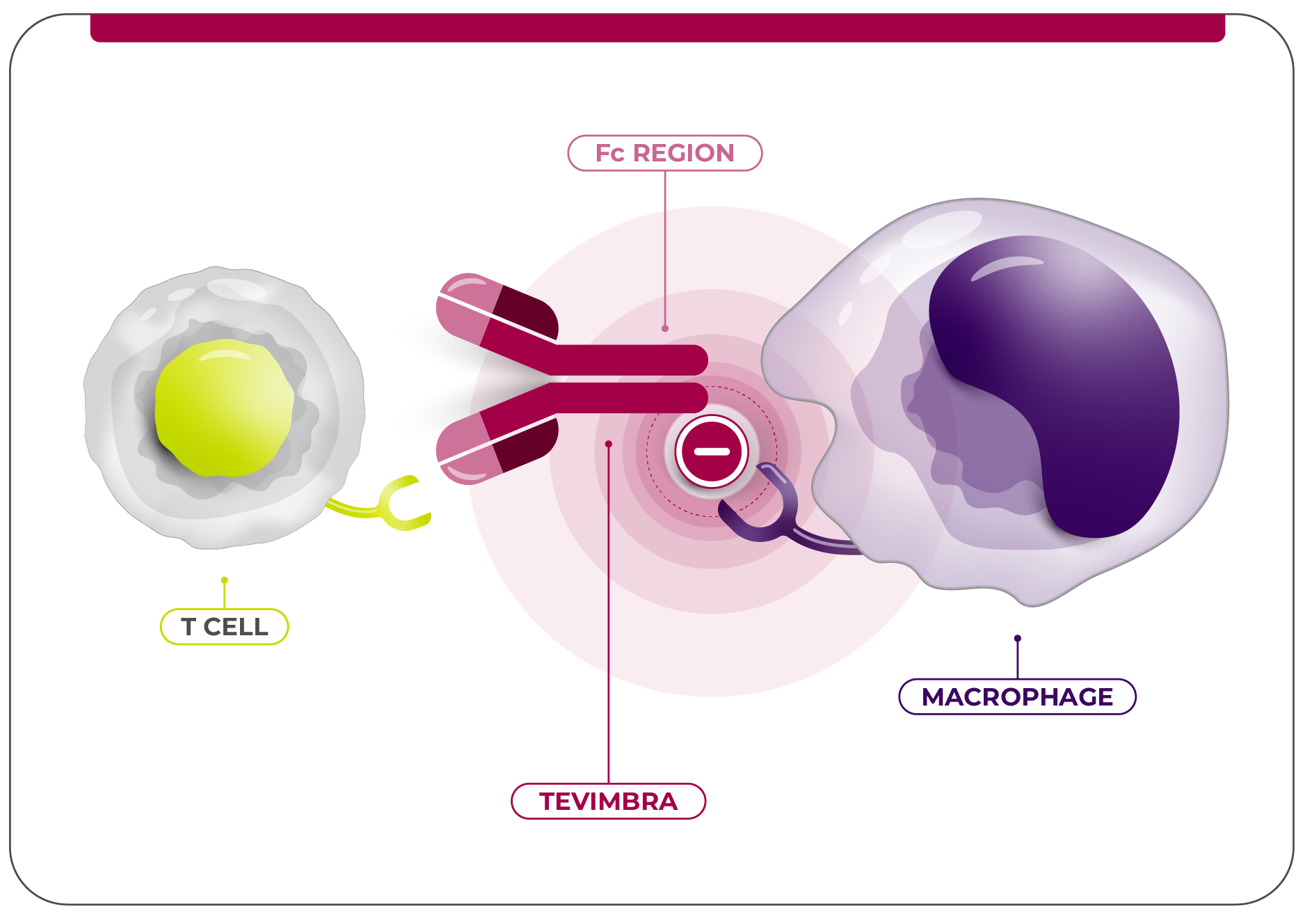 TEVIMBRA® t-cell activation diagram
