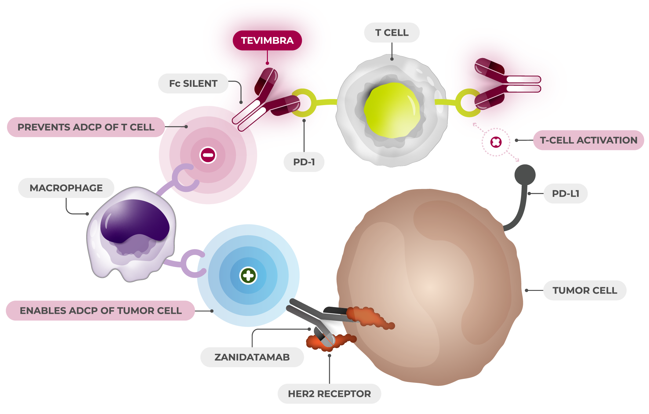 TEVIMBRA® t-cell activation diagram