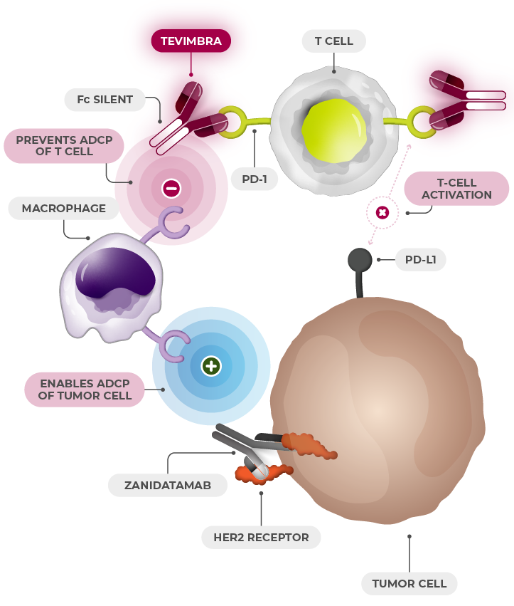 TEVIMBRA® t-cell activation diagram